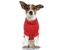 10 best gifts for dogs