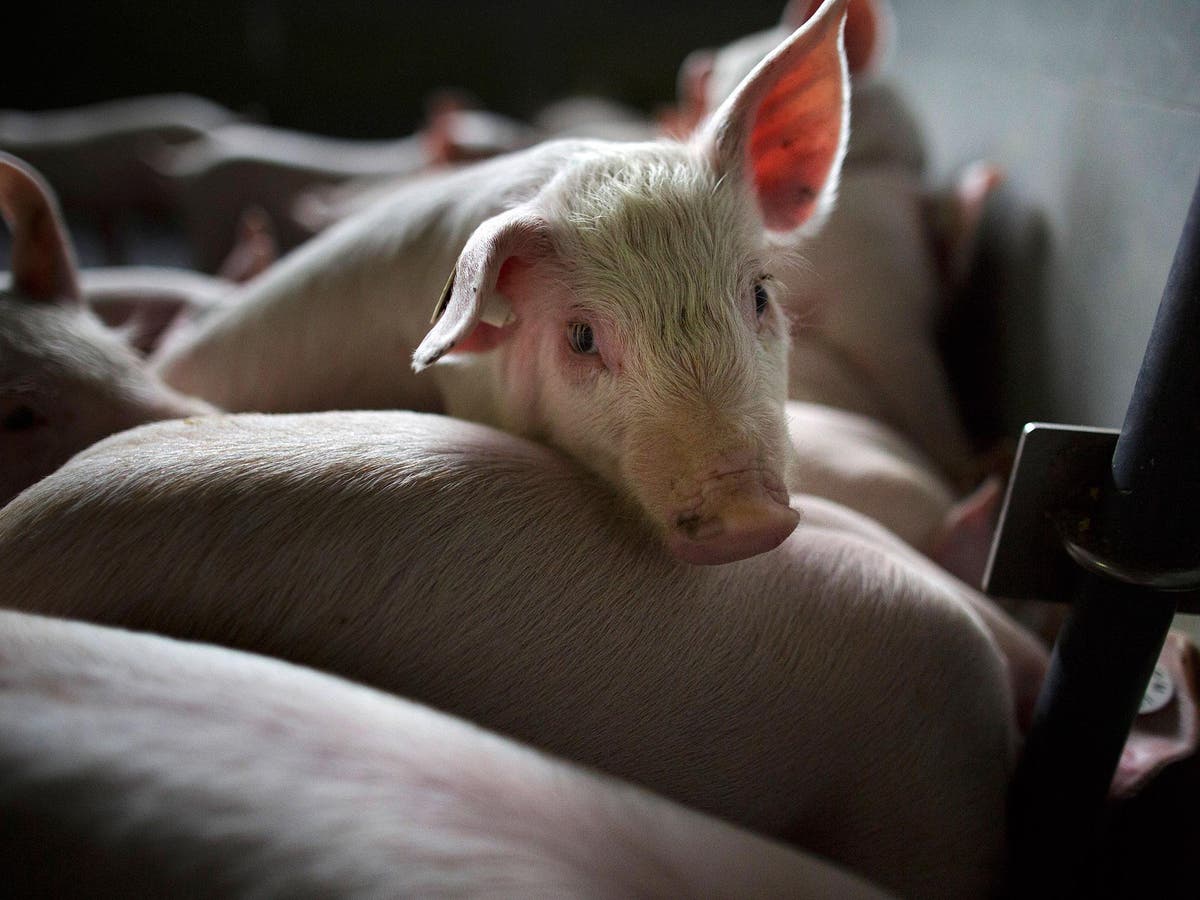 Human pig hybrid created in lab to help grow donor organs The  