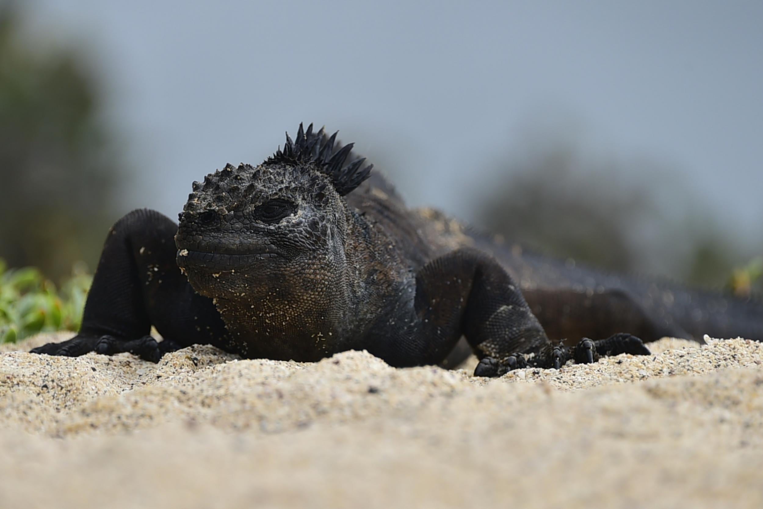 You can go swimming with marine iguanas in the Galapagos