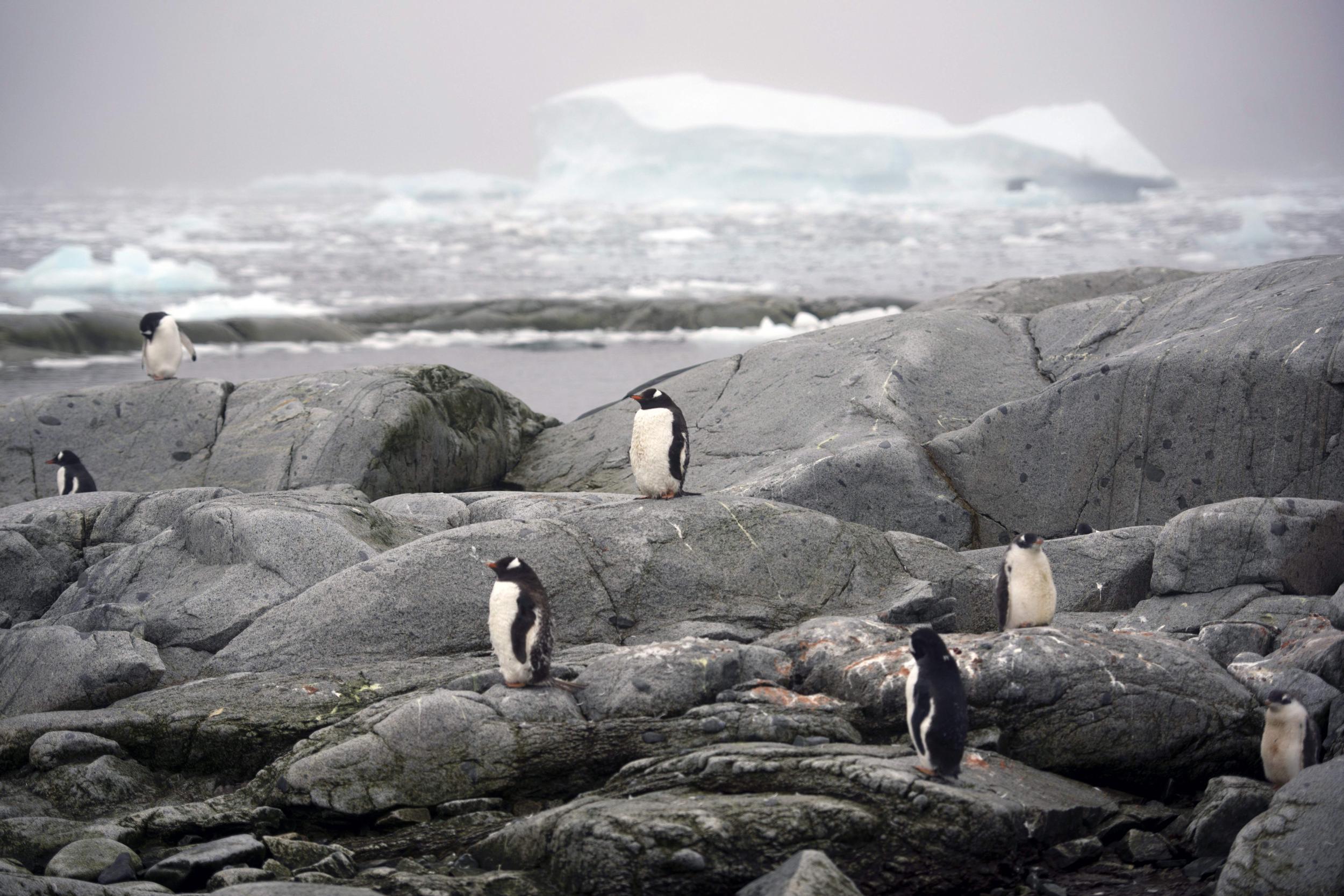 A trip to Antarctica brings you up close to gentoo penguins