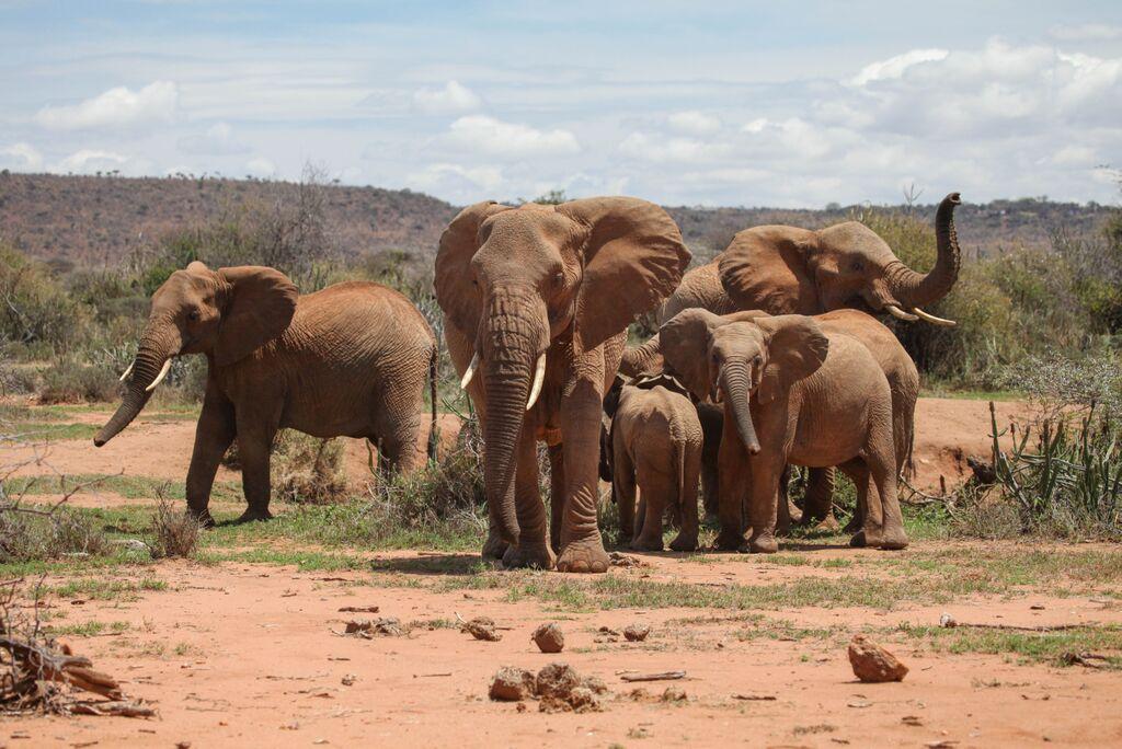 A herd of elephants in North Central Kenya