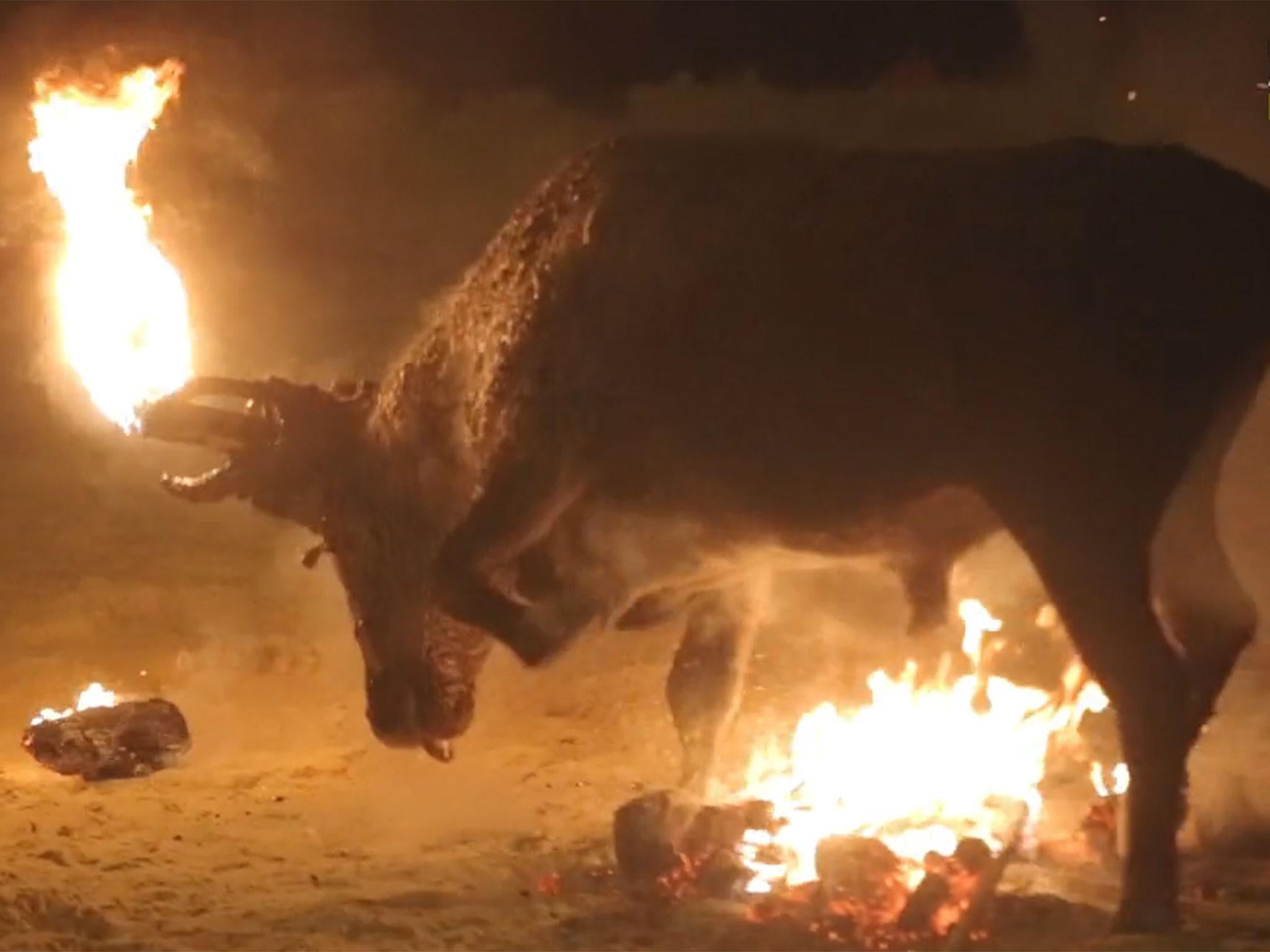 Bull set on fire at Spanish Toro Jubilo festival The Independent