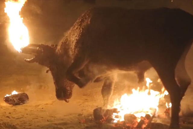 The bull after the toeches attached to its head were ignited