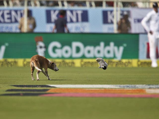 A dog ran onto the pitch in Vizag to interrupt play and cause an early tea break