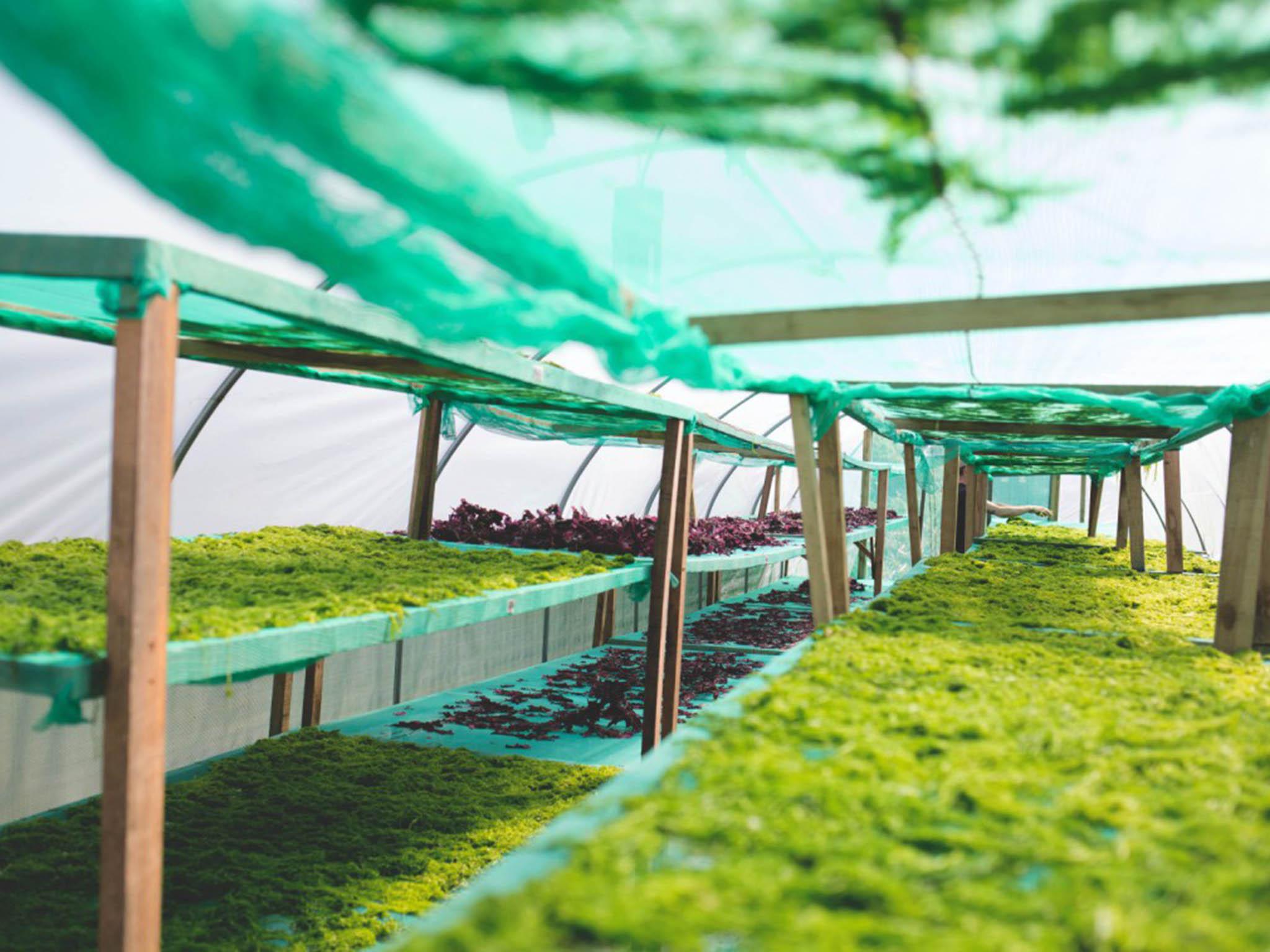 The algae is stored in greenhouses before making its way to the dinner plate