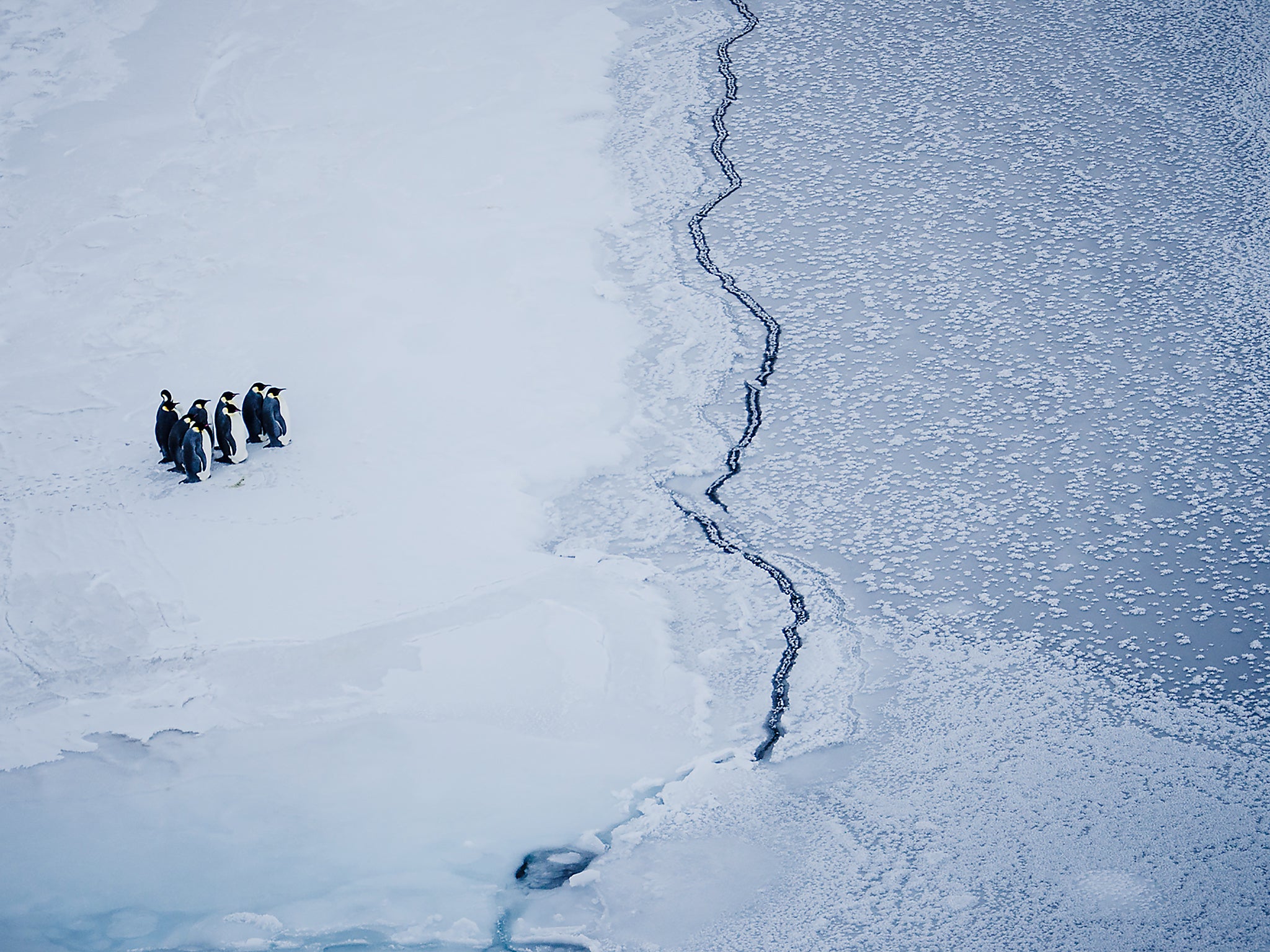 While ice in the Arctic is close to reaching record lows, the Antarctic has seen sea ice running at lowest ever levels since records began