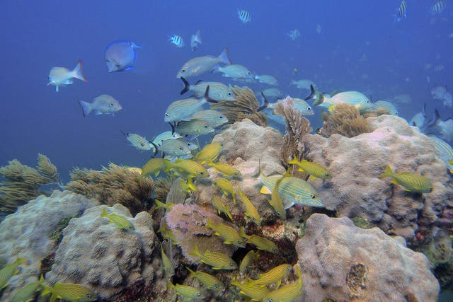 Orbicella, a reef-building coral, may be able to survive future climate change