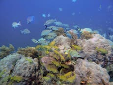 Coral reefs may survive global warming, 'iceball Earth' study suggests