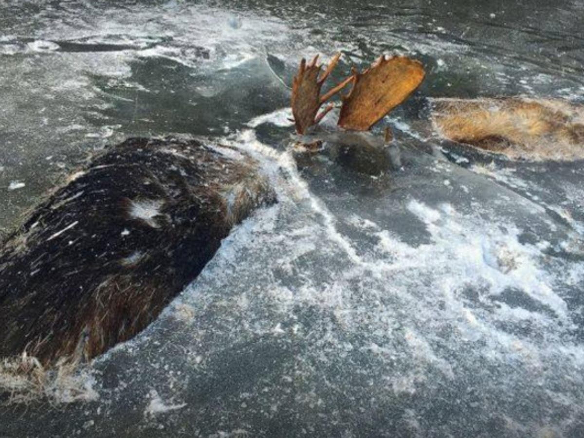 Two Alaska moose discovered frozen to death after locking horns in
