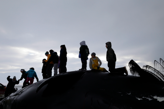 In this Oct. 7, 2014, photo, family members and friends of the Anagi whaling crew celebrate the capture of a bowhead whale after it was brought ashore near Barrow, Alaska.