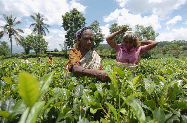 Sri Lanka is famed for its teas and plantations carpet the hill country round Kandy