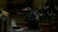 Fantastic Beasts' Niffler is basically real & here's where to find it