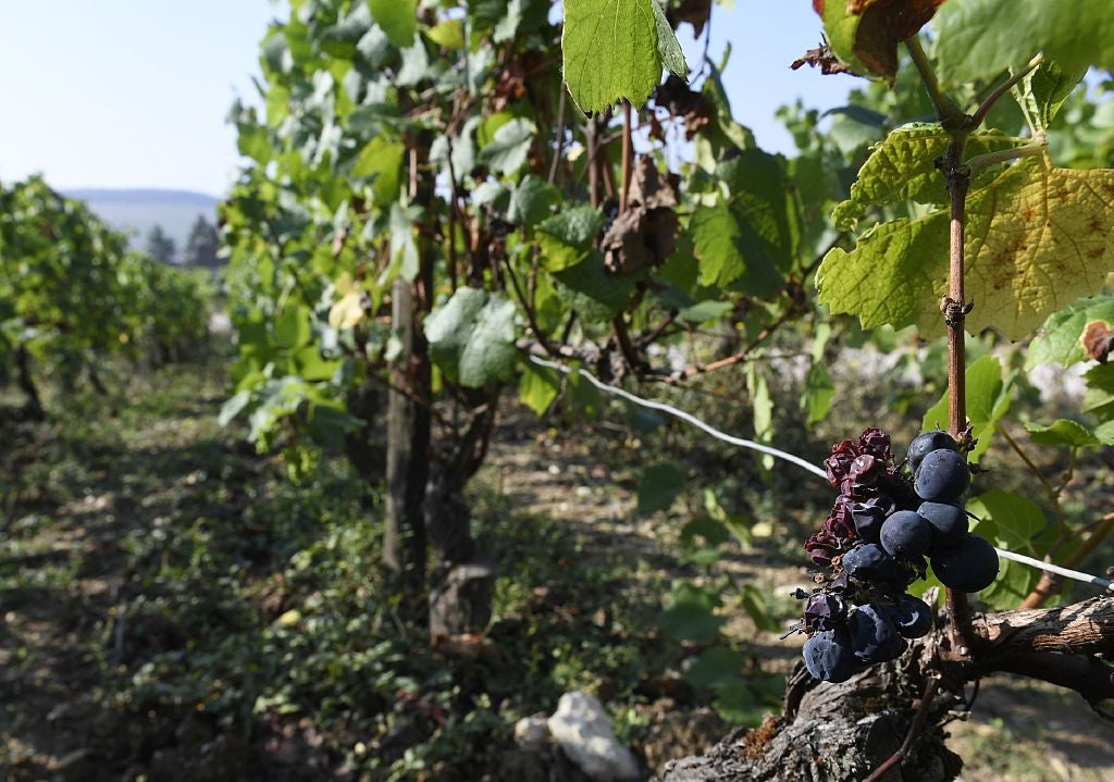 Damaged grapes in the Chablis vineyard region, near Auxerre, in September