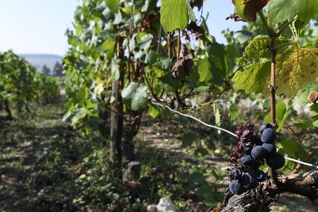 Damaged grapes in the Chablis vineyard region, near Auxerre, in September