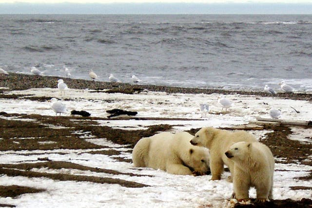 A polar bear sow and two cubs are seen on the Beaufort Sea coast within the 1002 Area of the Arctic National Wildlife Refuge in this undated handout photo provided by the U.S. Fish and Wildlife Service Alaska Image Library on December 21, 2005
