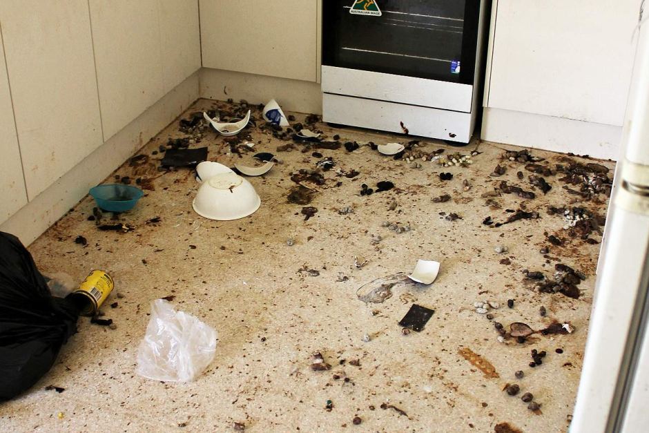 Cat faeces litter the floor of a home in Adelaide, Australia