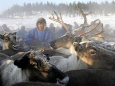 Starvation has killed 80,000 reindeer because of melting sea ice