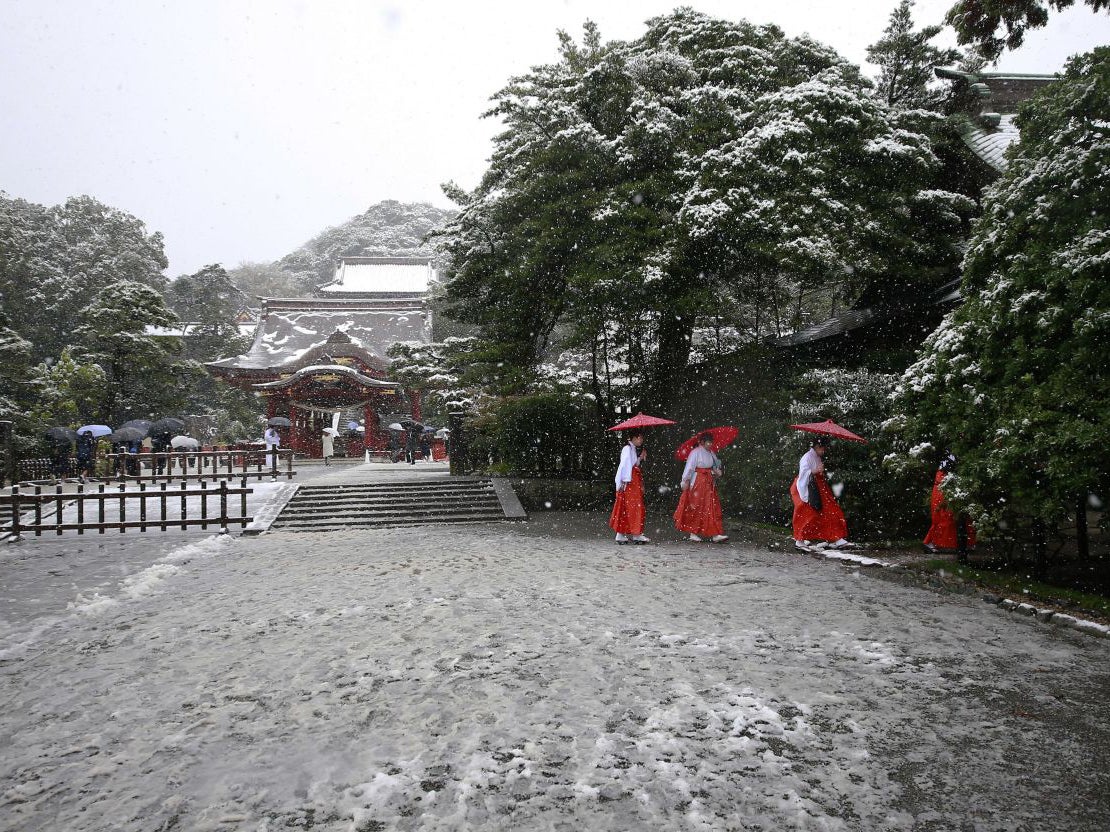 Shrine maidens walk in the snow at the Tsurugaoka Hachimangu Shrine in Kamakura, near Tokyo