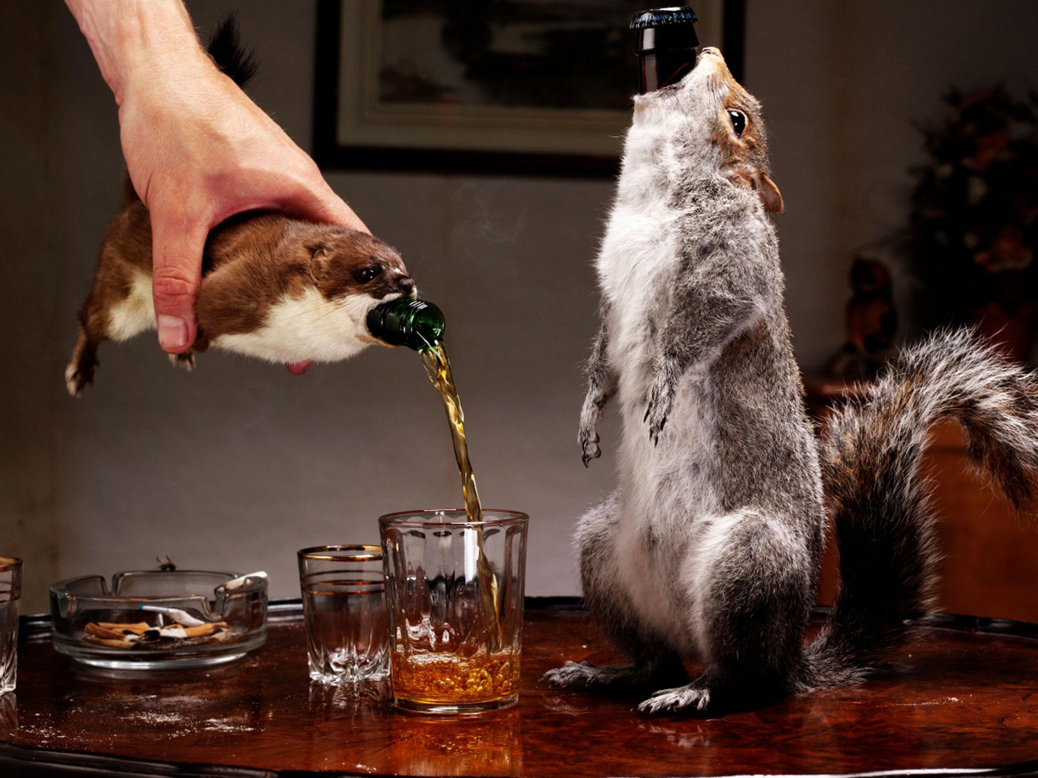Brewdog Serves World S Strongest Beer Out Of Dead Squirrels