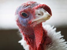 Why does the price for turkeys fall just before Thanksgiving?