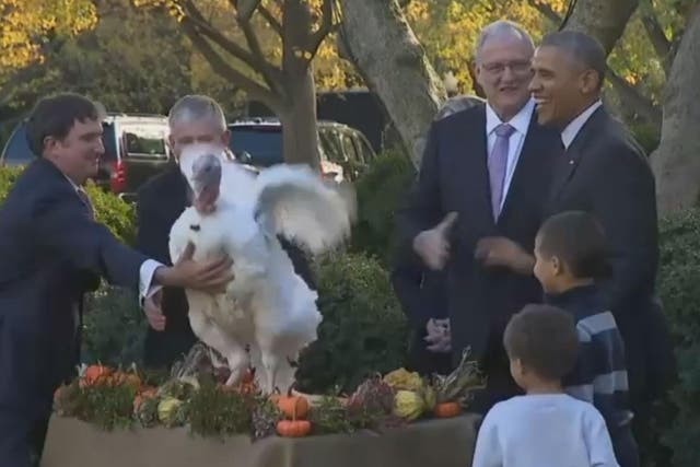 The president cracks jokes as Tater the turkey flaps his wings for freedom