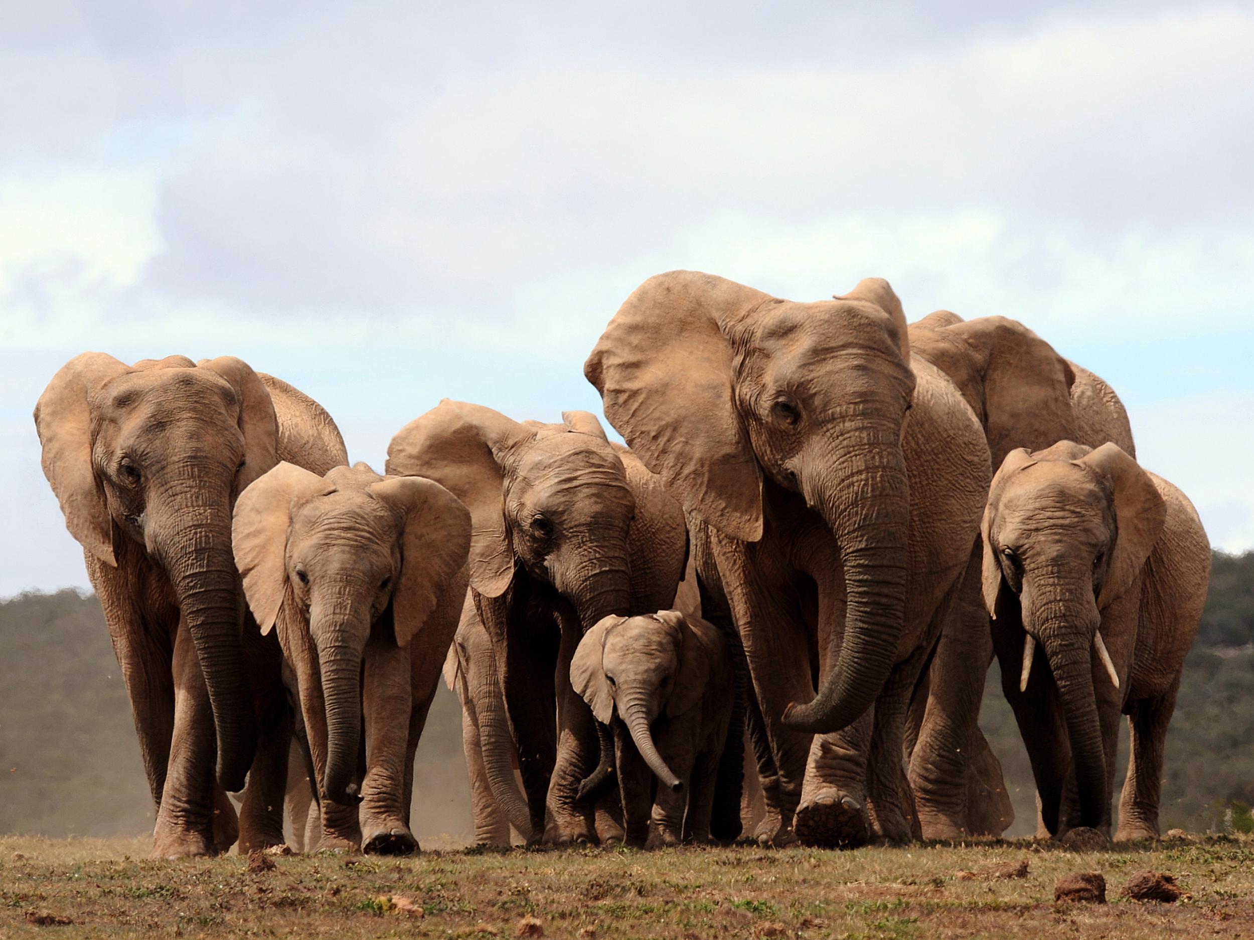 Africa's elephant population has decreased by an estimated 110,000, down to 415,000, since 2006