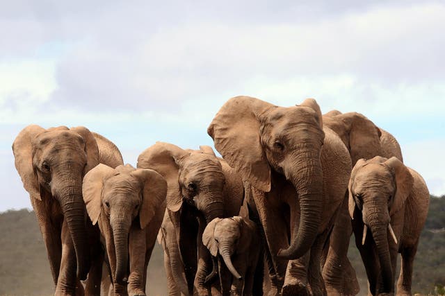 African elephant ivory will be phased out from 31 March