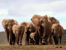 African elephants are being born without tusks because of poaching