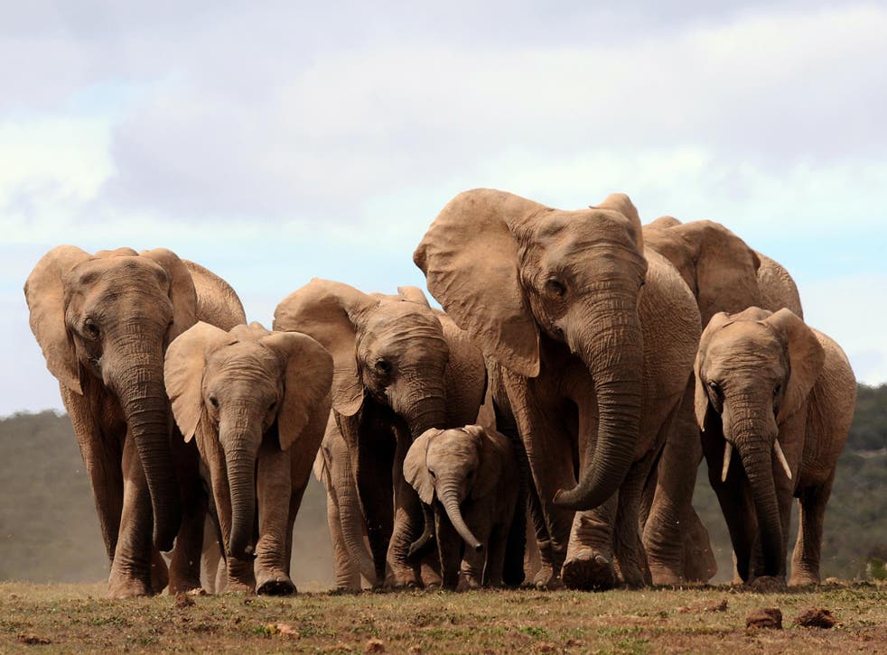 African elephant ivory will be phased out from 31 March
