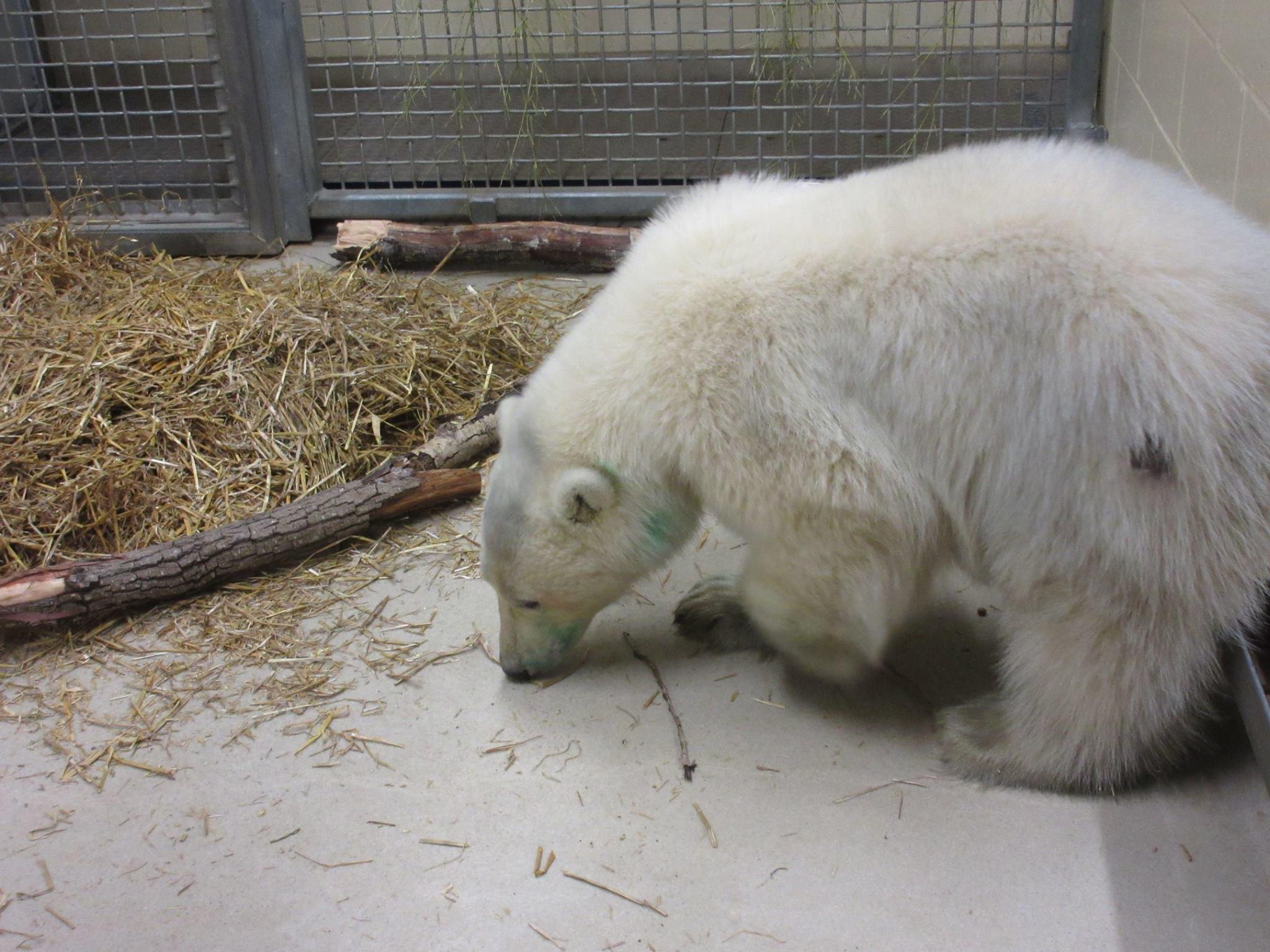 The zoo is home to seven other polar bears