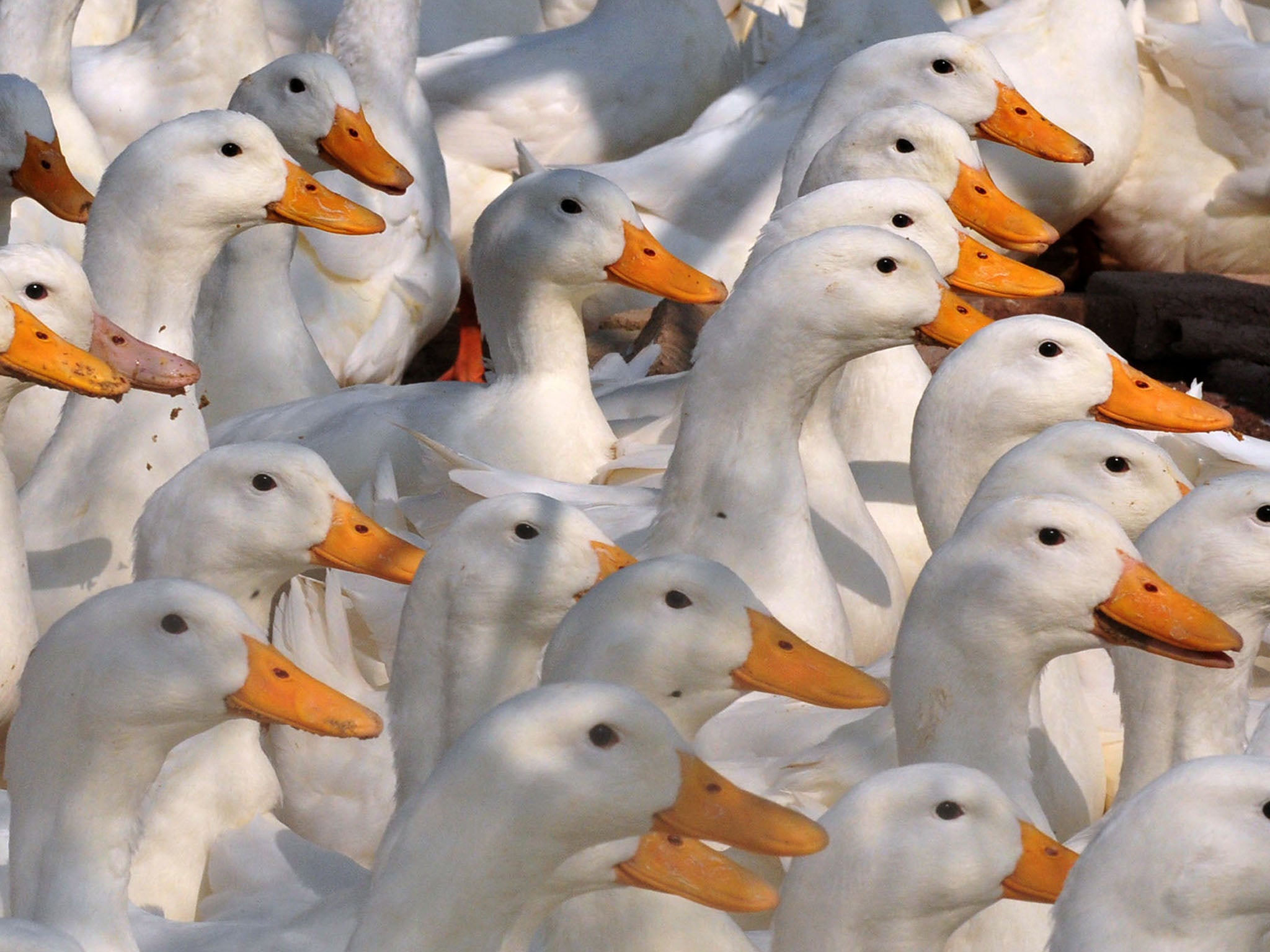 Dutch authorities destroy 190,000 ducks after bird flu outbreak
