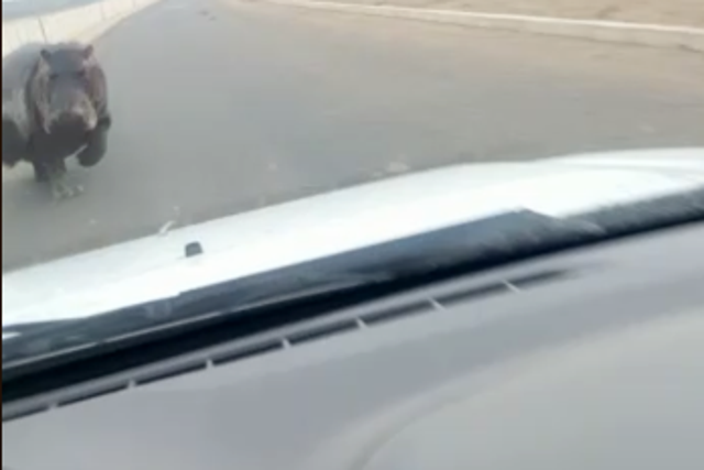A hippo rams into a man's car in Mozambique