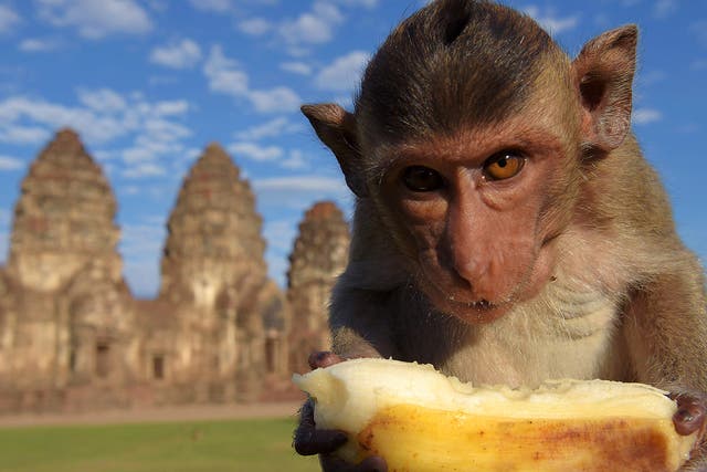 A monkey eats a banana at an ancient temple during the annual 'monkey buffet' in Lopburi province, north of Bangkok, Thailand