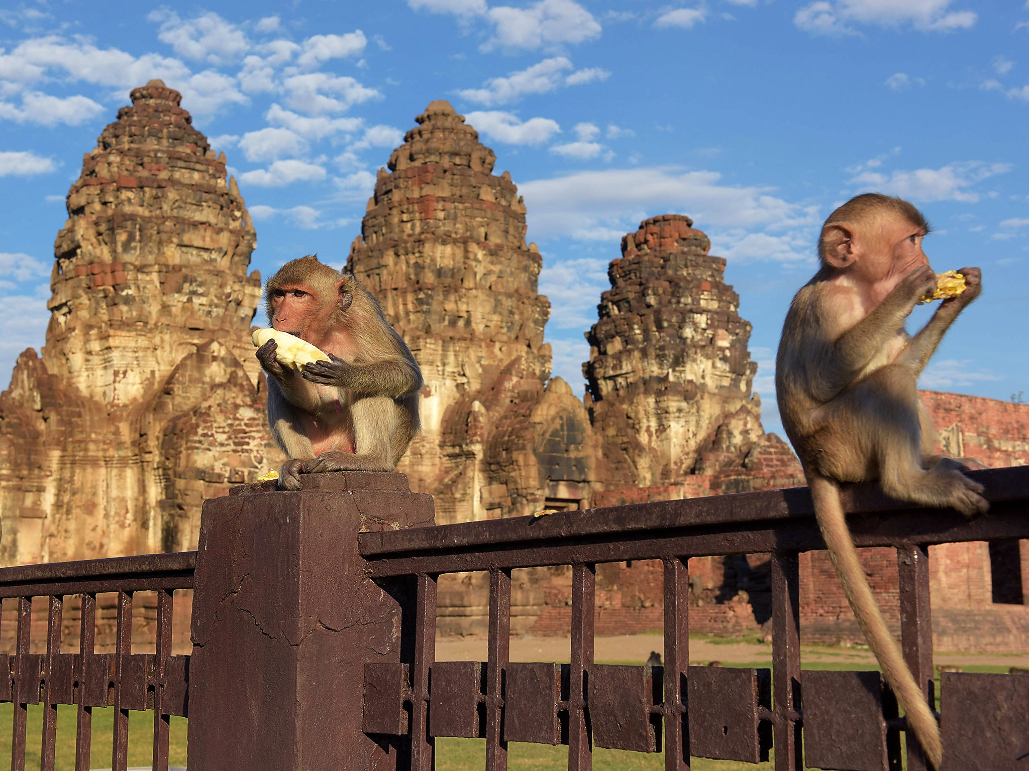 Monkeys eat bananas at an ancient temple during the annual 'monkey buffet' in Lopburi province, north of Bangkok, Thailand