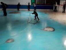 Japanese skating rink sparks uproar with display of 5,000 dead fish