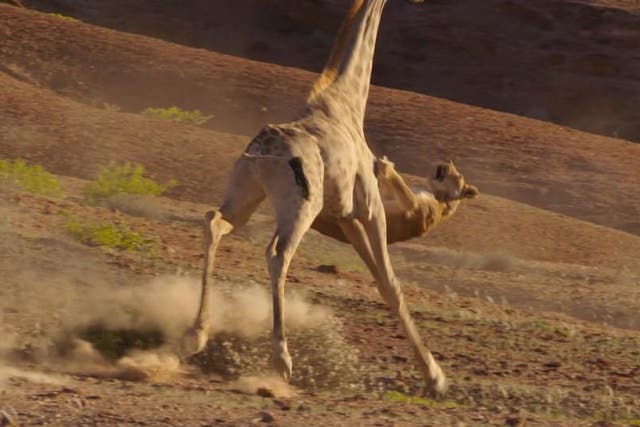 A lion gets knocked down after trying to attack a giraffe in the Namib desert