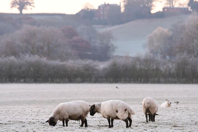 Sheep graze in a frosty field in Worcestershire on Tuesday morning after one of England's coldest nights of the autumn so far this year