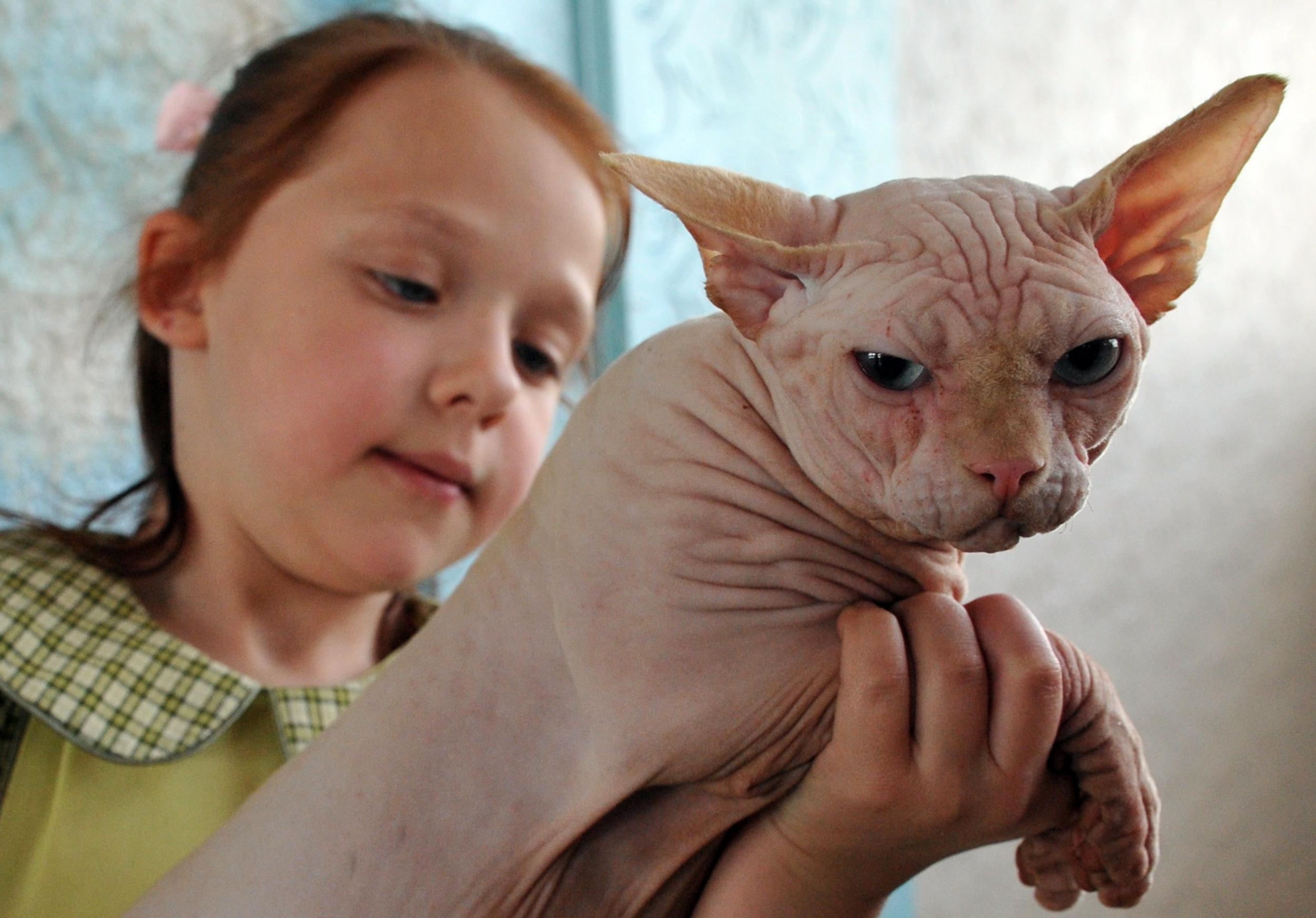 Scammers Are Shaving Regular Kittens And Selling Them As 500