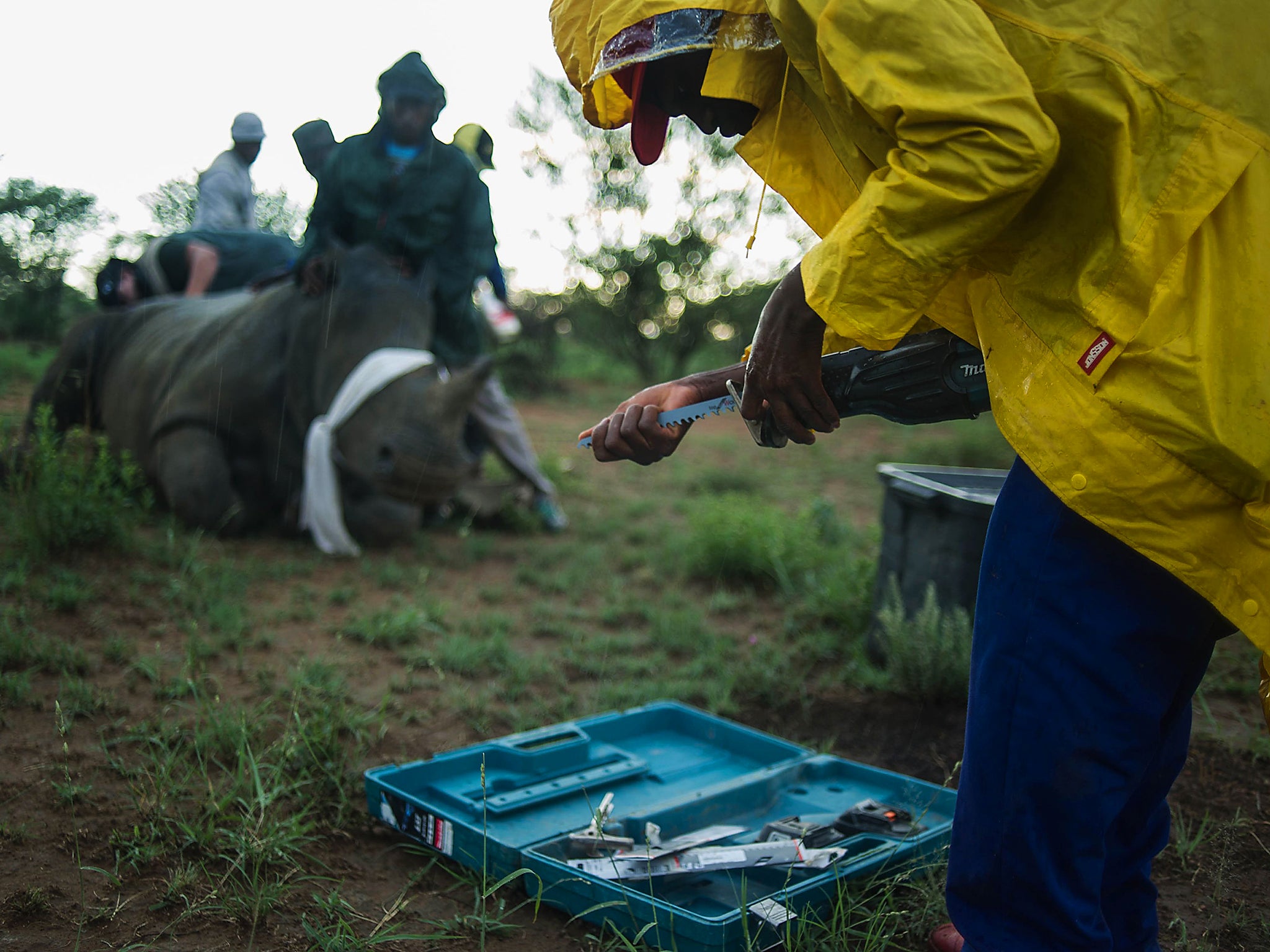 Rangers and farm workers de-horn a rhino by trimming part of his horn at John Hume's Rhino Ranch in Klerksdorp, in the North Western Province of South Africa