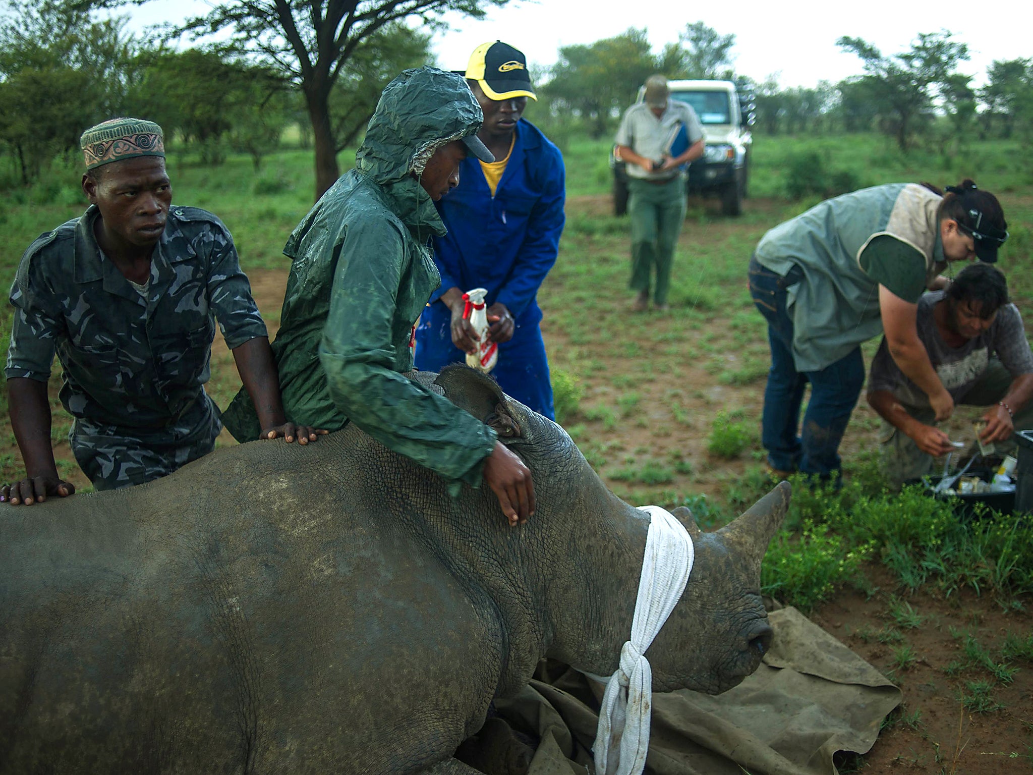 A rhino is captured to have its horn trimmed at John Hume's Rhino Ranch in Klerksdorp, in the North Western Province of South Africa. John Hume is a private rhino owner/breeder in South Africa, who strongly advocates for legalising trade. His private game ranch, started in 1992, has approximately 1000 rhinos, all of whom have been dehorned