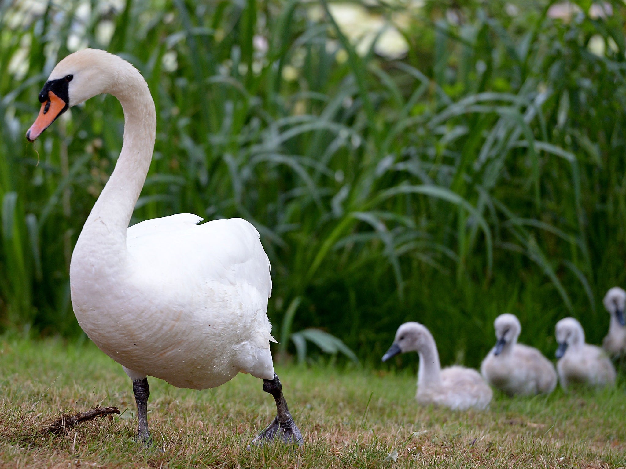 Swans are a protected species and killing carries a potential prison sentence