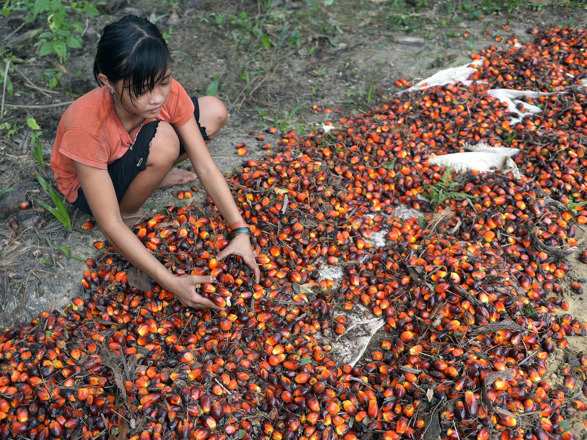 Children in Indonesia work with their families or after school at palm oil plantations