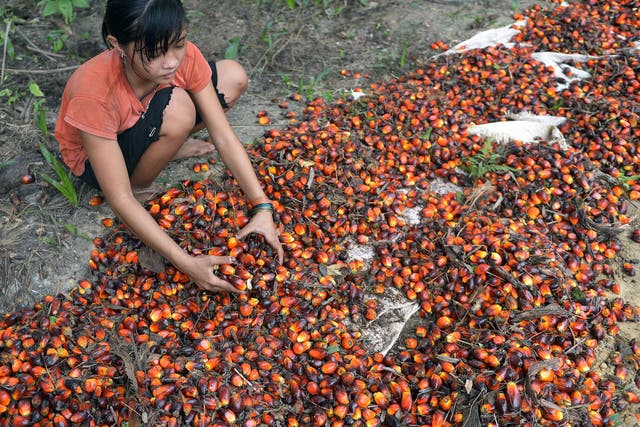 Children in Indonesia work with their families or after school at palm oil plantations