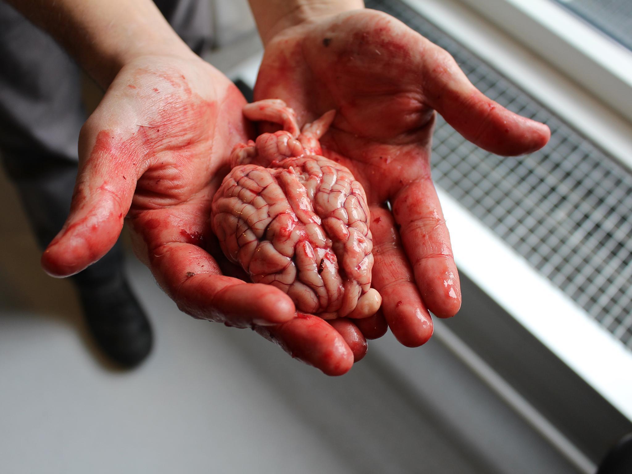 A roe deer's brain is used as part of an experiment at the Nordic Food Lab