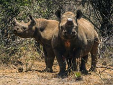 Legal trade in rhino horn could save the species