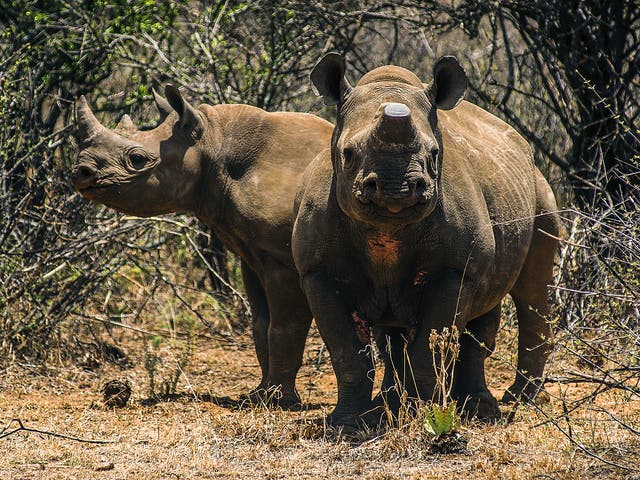 Critically endangered black rhinos could be extinct within 50 years