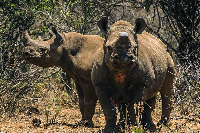 Critically endangered black rhinos could be extinct within 50 years