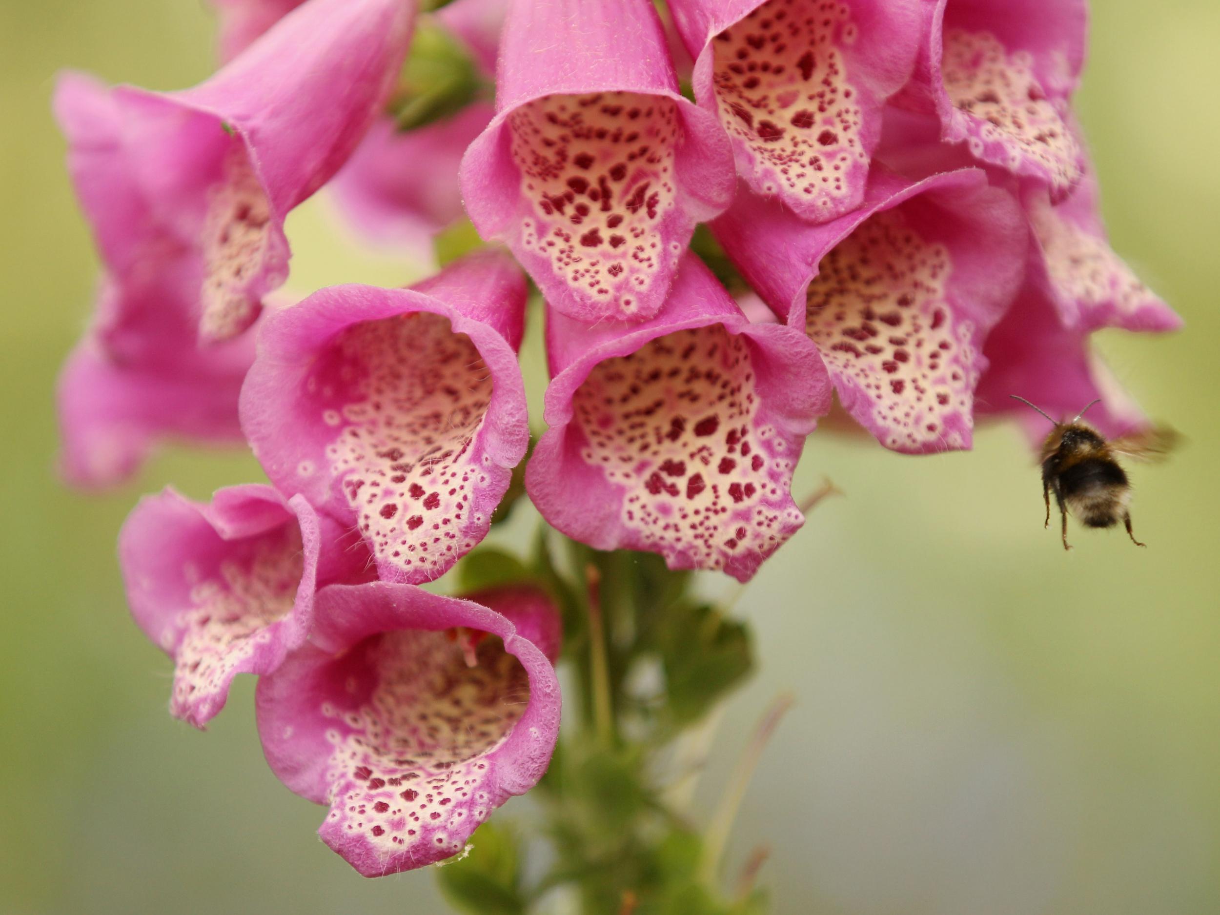 Foxglove, also known as digitalis or 'dead man's bells'
