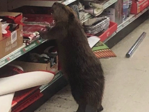 The critter was spotted digging through decorations on the Dollar Store shelves