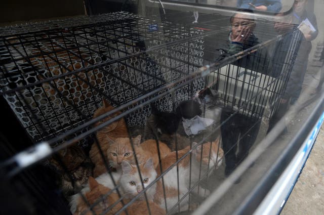 Rescued cats look out from a car as Huang Pingfu, the owner of a cat slaughtering spot stands next to the car as a legal enforcement team intervene in Chengdu, Sichuan Province, China, November 23, 2016